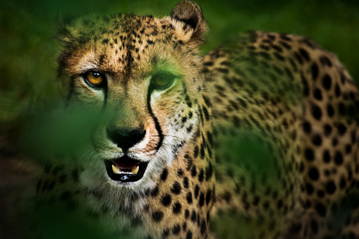 Portrait of a hunting cheetah trough leaves of bush. Big cat is stalking prey estimating a chance for a successful hunt. On its face stand out characteristic black lines from eyes to the muzzle.