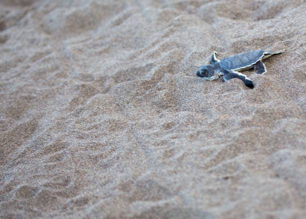 istock Baby Green Sea Turtle (Chelonia mydas) 1087028828