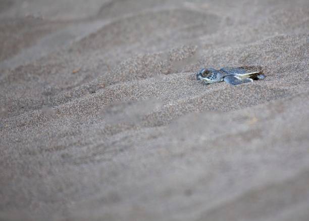 istock Baby Green Sea Turtle (Chelonia mydas) 1087028838