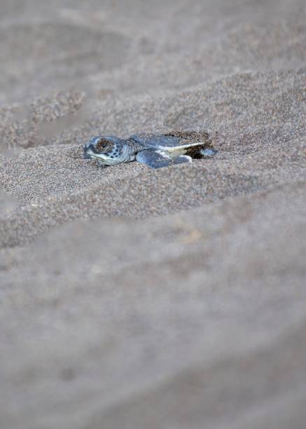 istock Baby Green Sea Turtle (Chelonia mydas) 1087028842