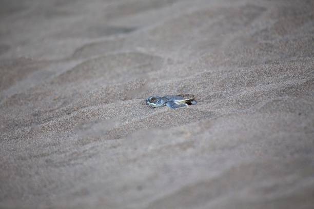 istock Baby Green Sea Turtle (Chelonia mydas) 1087028850