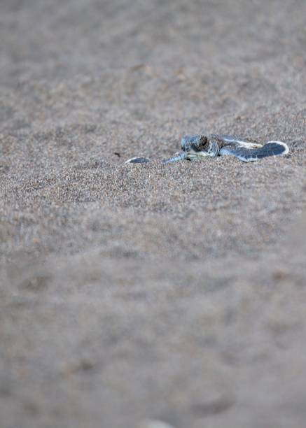 istock Baby Green Sea Turtle (Chelonia mydas) 1087028854
