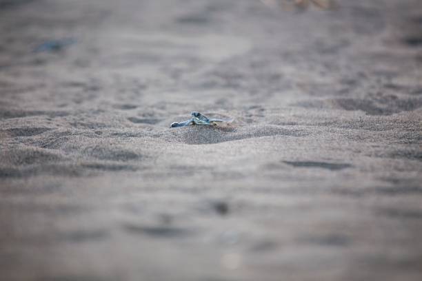 istock Baby Green Sea Turtle (Chelonia mydas) 1087028938