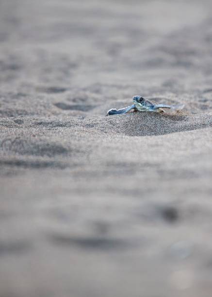 istock Baby Green Sea Turtle (Chelonia mydas) 1087028948