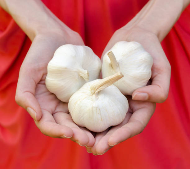 istock Woman holding fresh garlic 1087038160