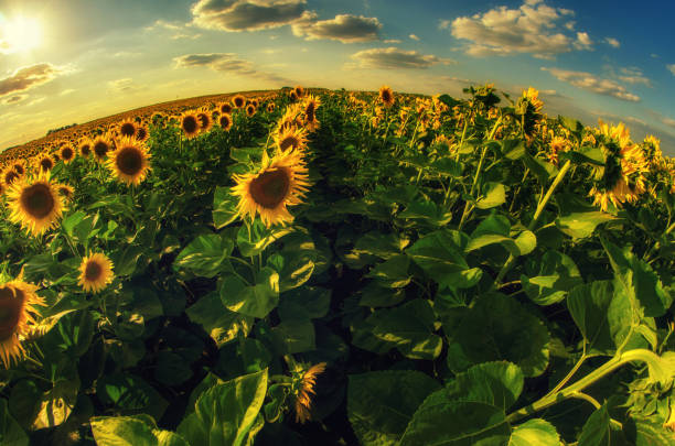 Sunflowers on a sunny summer day.