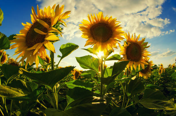 istock Sunflower field in the summer 1087038206