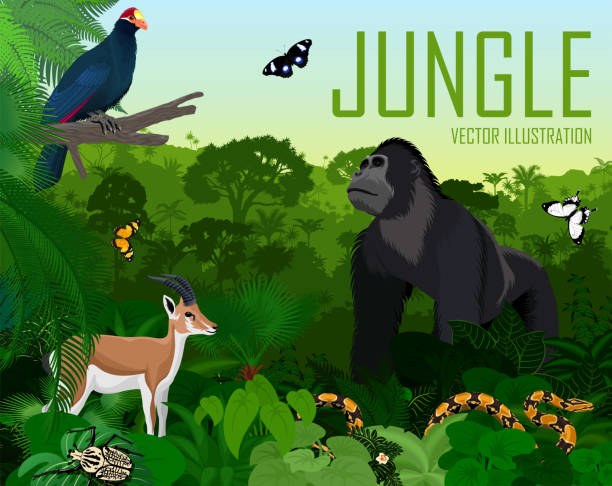 wektor rwanda dżungli lasów deszczowych z turaco rossa, gazela impala, python, męski goryl i motyle - snake wildlife tropical rainforest reptile stock illustrations