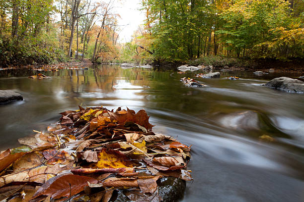 Fall Leaves Collecting in Creek stock photo