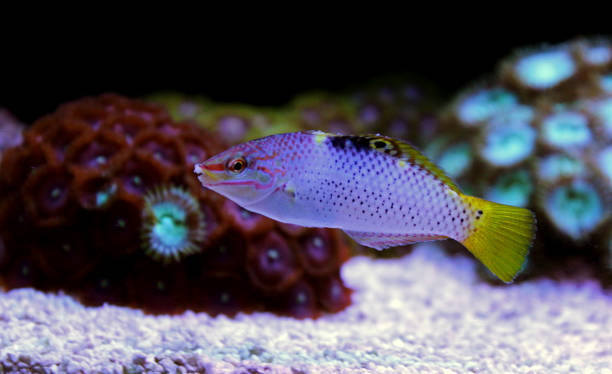 Marble Wrasse - (Halichoeres hortulanus) Marble Wrasse - (Halichoeres hortulanus) halichoeres hortulanus stock pictures, royalty-free photos & images