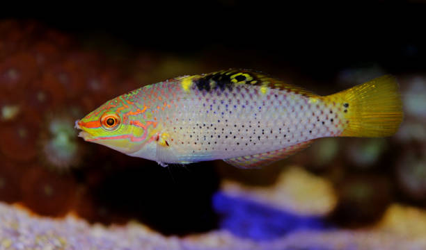 Marble Wrasse - (Halichoeres hortulanus) Marble Wrasse - (Halichoeres hortulanus) halichoeres hortulanus stock pictures, royalty-free photos & images