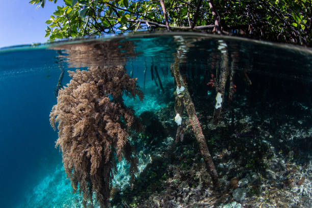 istock Soft Corals and Prop Roots in Blue Water Mangrove Forest 1087045836