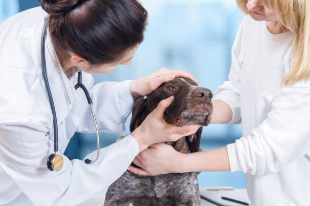 istock A vet is examining the dog's eyes. 1087048048