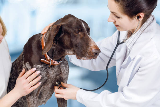 istock A vet is touching a dog's chest with a stethoscope. 1087048050