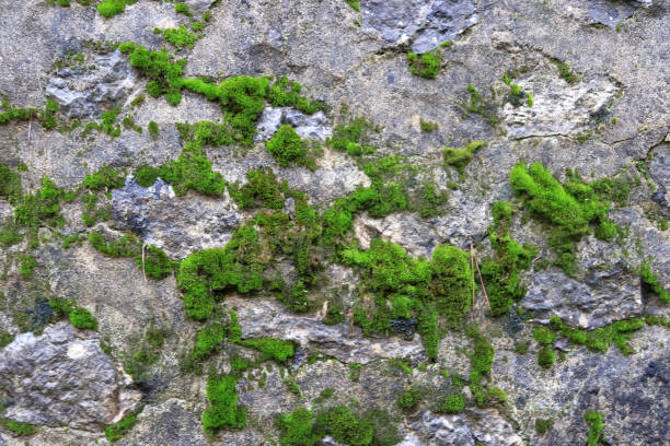 istock Rocky cobblestones wall texture with green moss. Stone cliff background. 1087055906