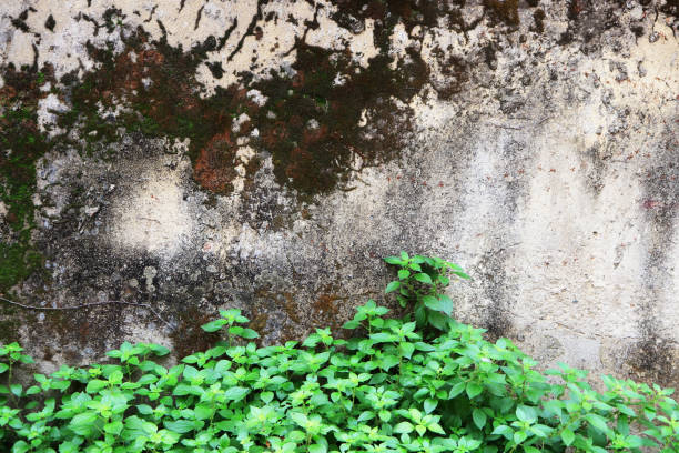 istock Rocky stone wall with moss and green plants texture 1087056088