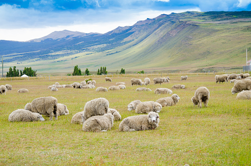While some sheep are grazing, others rest in this beutiful scenery in the Chilean Patagonia. Nature as its best.