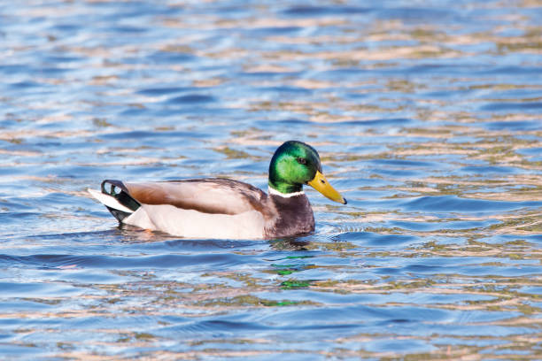 istock Male mallard on a pond in winter. 1087063782