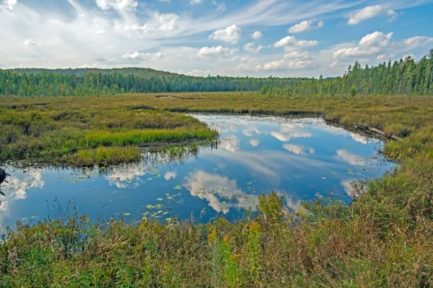 istock Reflections on a Wetland Pond 1087070060