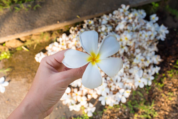 uma plumeria flor na mão em bali - 13520 - fotografias e filmes do acervo