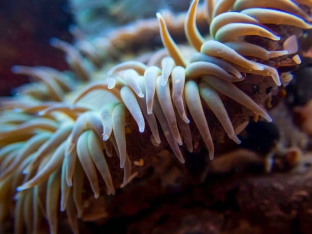 istock Close Up Sea Anemone Tentacles Underwater 1087074796