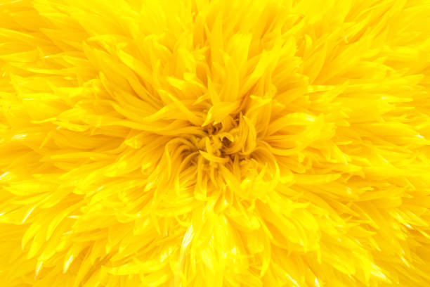 istock Flowers in the park 1087079472