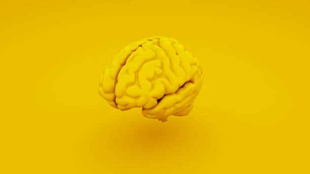 istock Yellow Human Brain, Anatomical Model. 3D illustration 1087080968