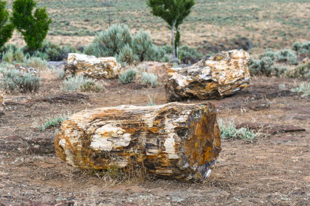 istock Ginkgo Petrified Forest State Park, Washington-USA 1087084630