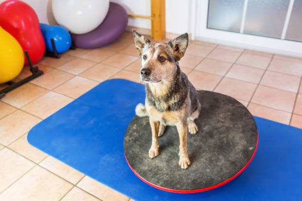 istock Australian Cattledog in an animal physiotherapy office 1087085972