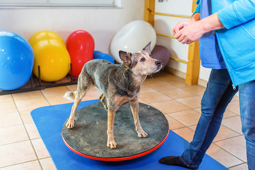 woman works with an Australian Cattledog on training devices in a physiotherapy office