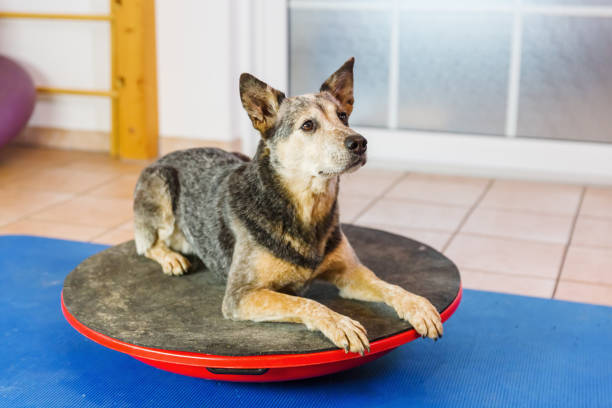 istock Australian Cattledog in an animal physiotherapy office 1087085978