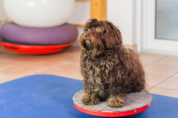 istock Havanese in an animal physiotherapy office 1087085982