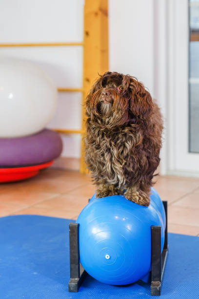 istock Havanese in an animal physiotherapy office 1087085988