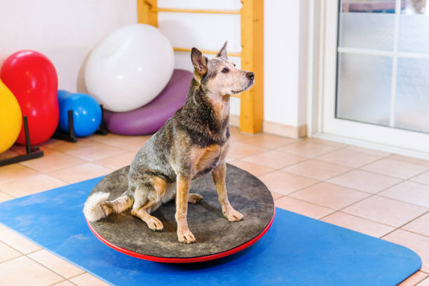 istock Australian Cattledog in an animal physiotherapy office 1087085994