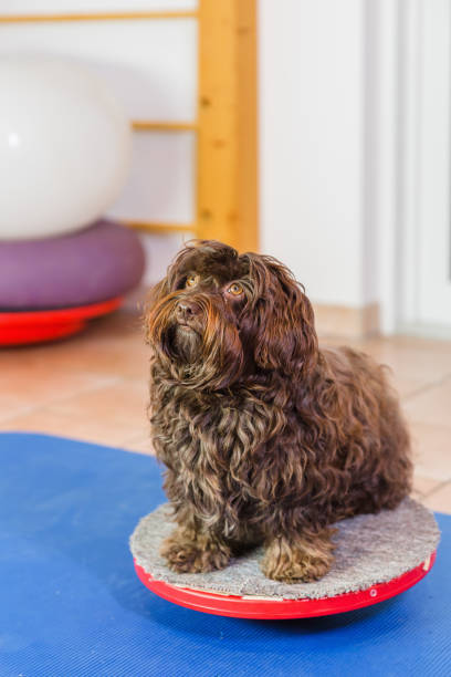 istock Havanese in an animal physiotherapy office 1087085996