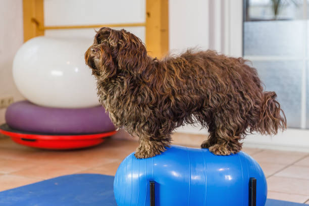 istock Havanese in an animal physiotherapy office 1087086004