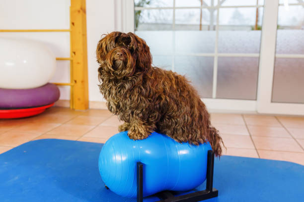 istock Havanese in an animal physiotherapy office 1087086006