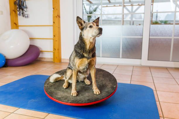 istock Australian Cattledog in an animal physiotherapy office 1087086012