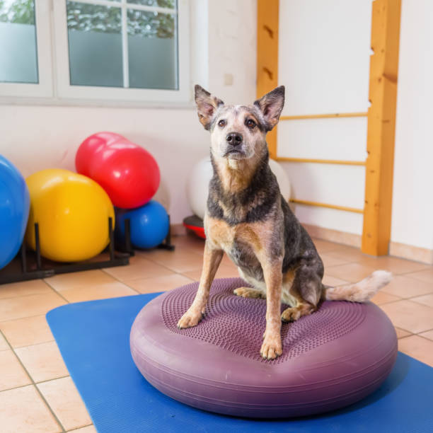 istock Australian Cattledog in a physiotherapy office 1087086030