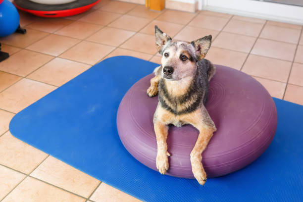 istock Australian Cattledog in a physiotherapy office 1087086040