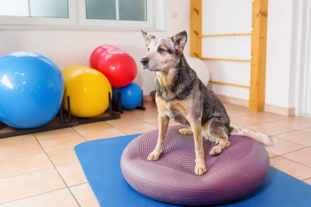 istock Australian Cattledog in a physiotherapy office 1087086050