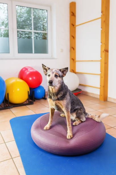 istock Australian Cattledog in a physiotherapy office 1087086052