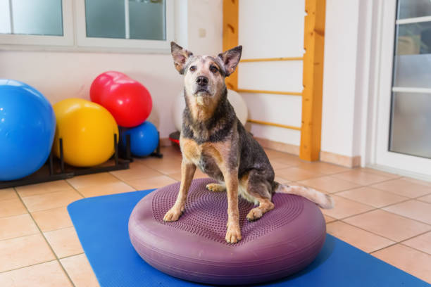 istock Australian Cattledog in a physiotherapy office 1087086054