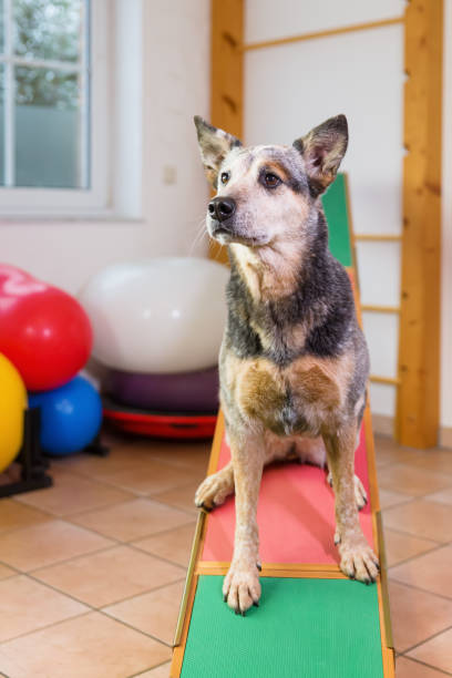 istock Australian Cattledog in an animal physiotherapy office 1087086100
