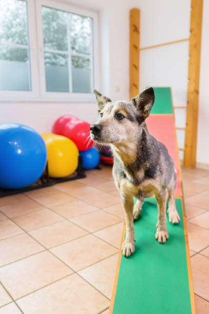 istock Australian Cattledog in an animal physiotherapy office 1087086102