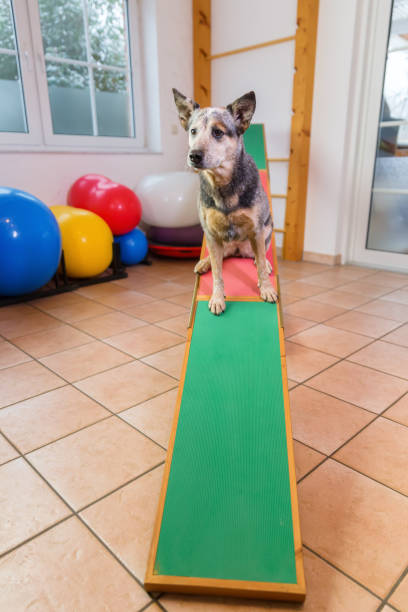 istock Australian Cattledog in an animal physiotherapy office 1087086108