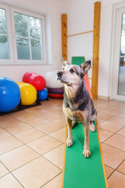 istock Australian Cattledog in an animal physiotherapy office 1087086114