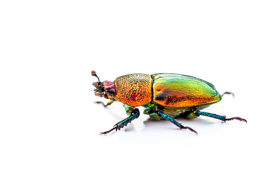 Macro shot of a Christmas Beetle (Scarabaeidae) isolated on a white background