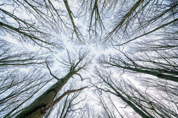 In the winter they are no leaves in the treetops in the forest