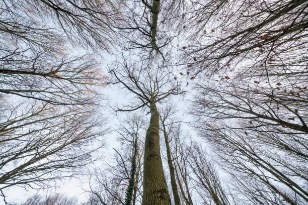 istock no leaves on the treetops 1087094556